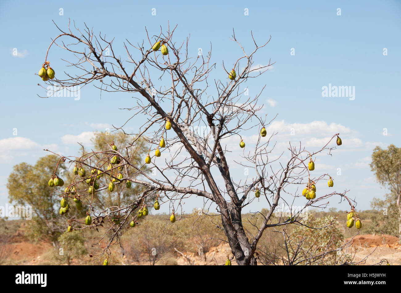 Yellow Kapok Tree Kimberley Australia Stock Photo Alamy