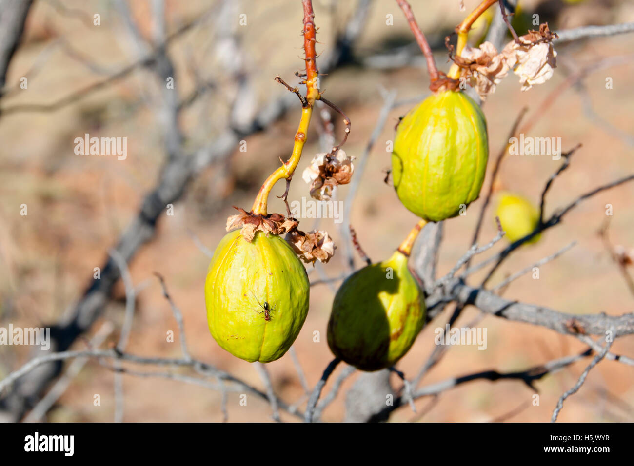 Yellow Kapok Fruit Kimberley Australia Stock Photo Alamy