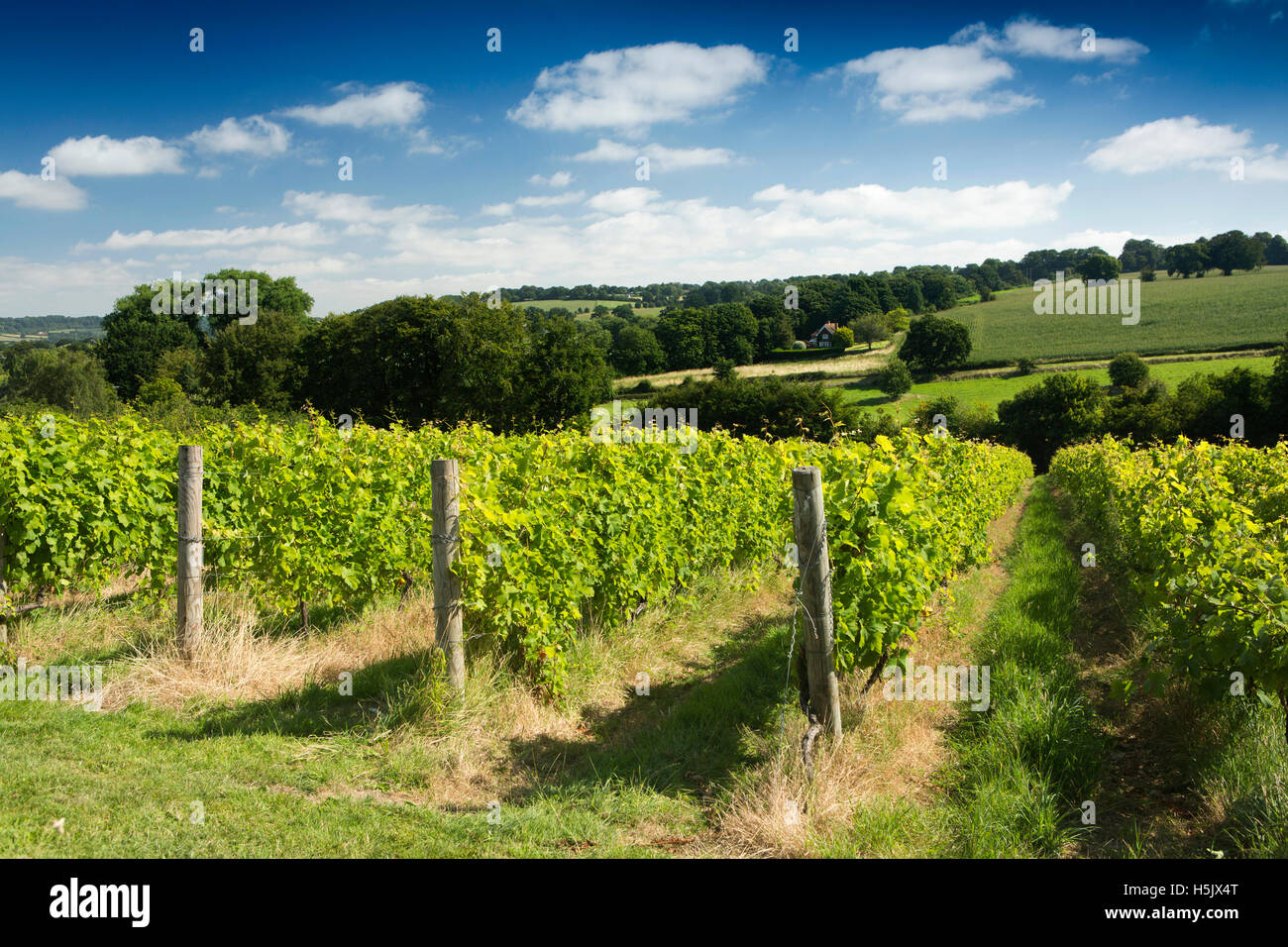 UK, England, Wiltshire, Salisbury Plain, Littleton Panell, a’Beckett’s Vineyard Stock Photo