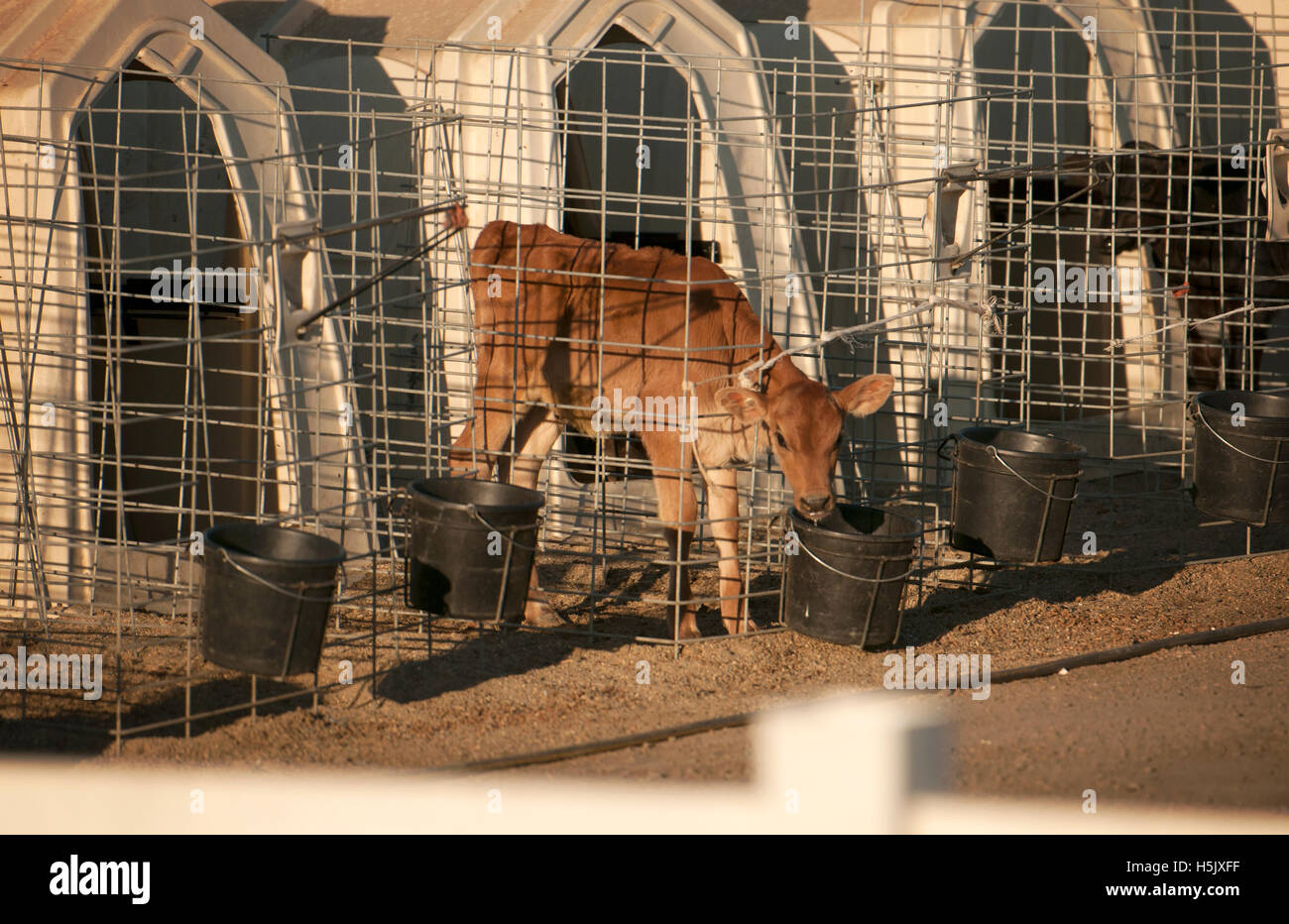 Calf eating food in a small cage separated from its mother at a