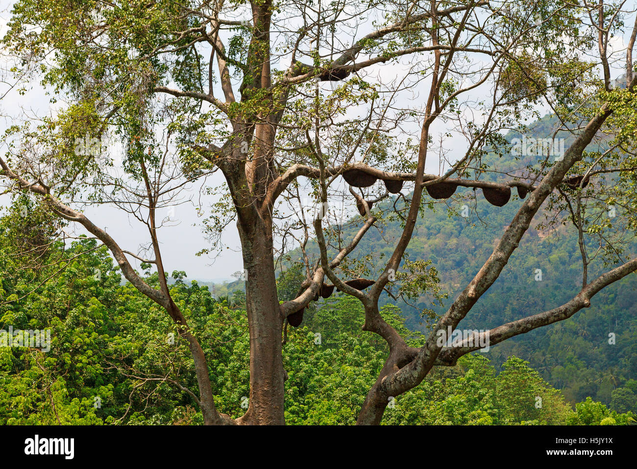 Wild bees nest on tree, Sri Lanka Stock Photo