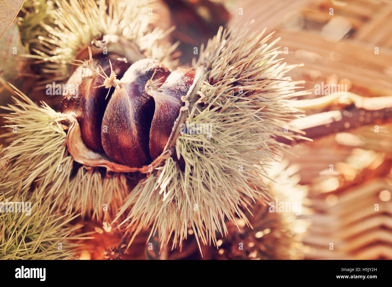 Foliage leaves with chestnut in autumn, Italy. Stock Photo