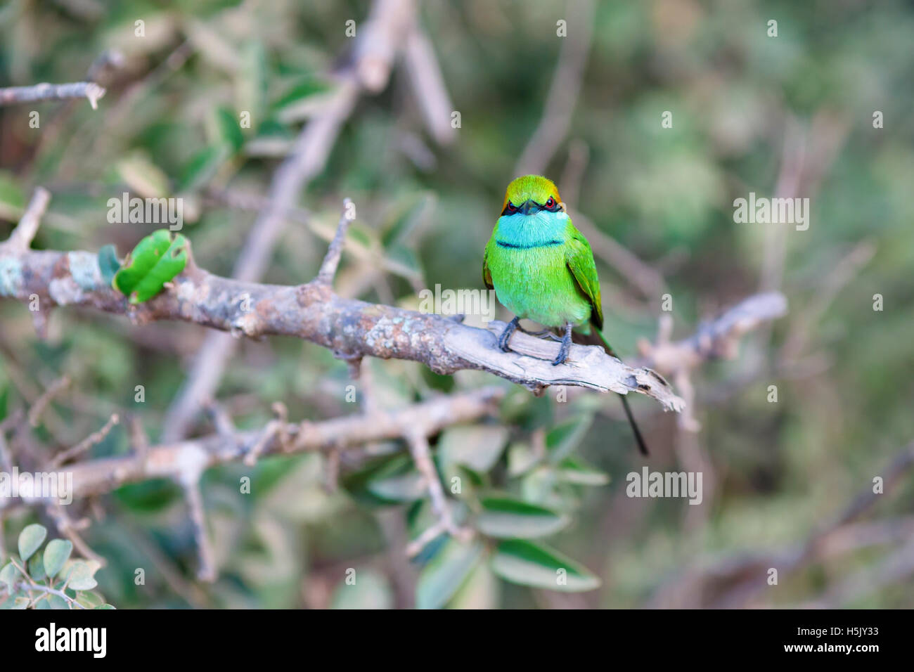 Little Green bee-eater sitting on tree, Yala National Park, Sri Lanka Stock Photo