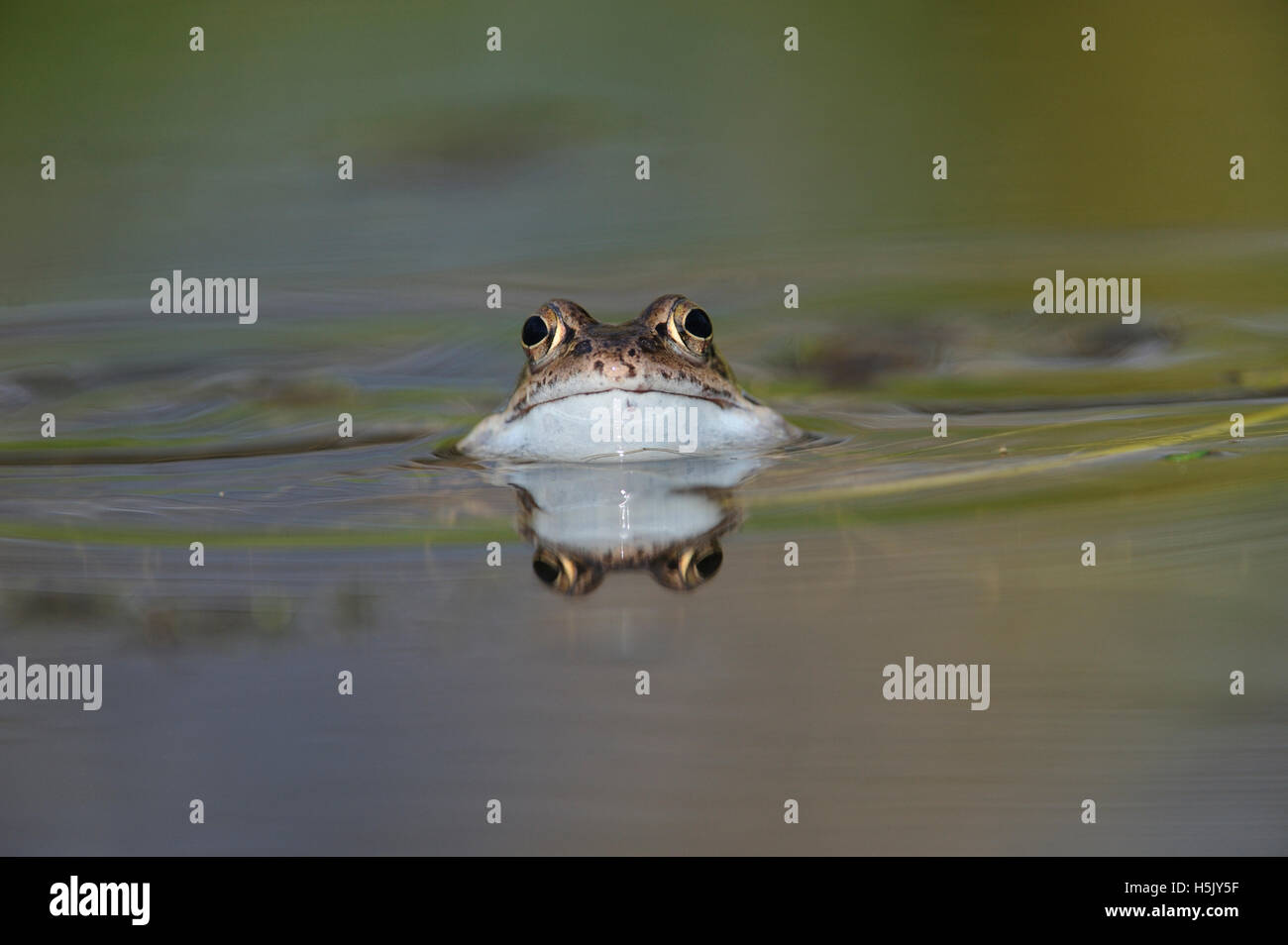 Common Frog in garden pond with reflection, about to croak, Bentley, Suffolk, March Stock Photo