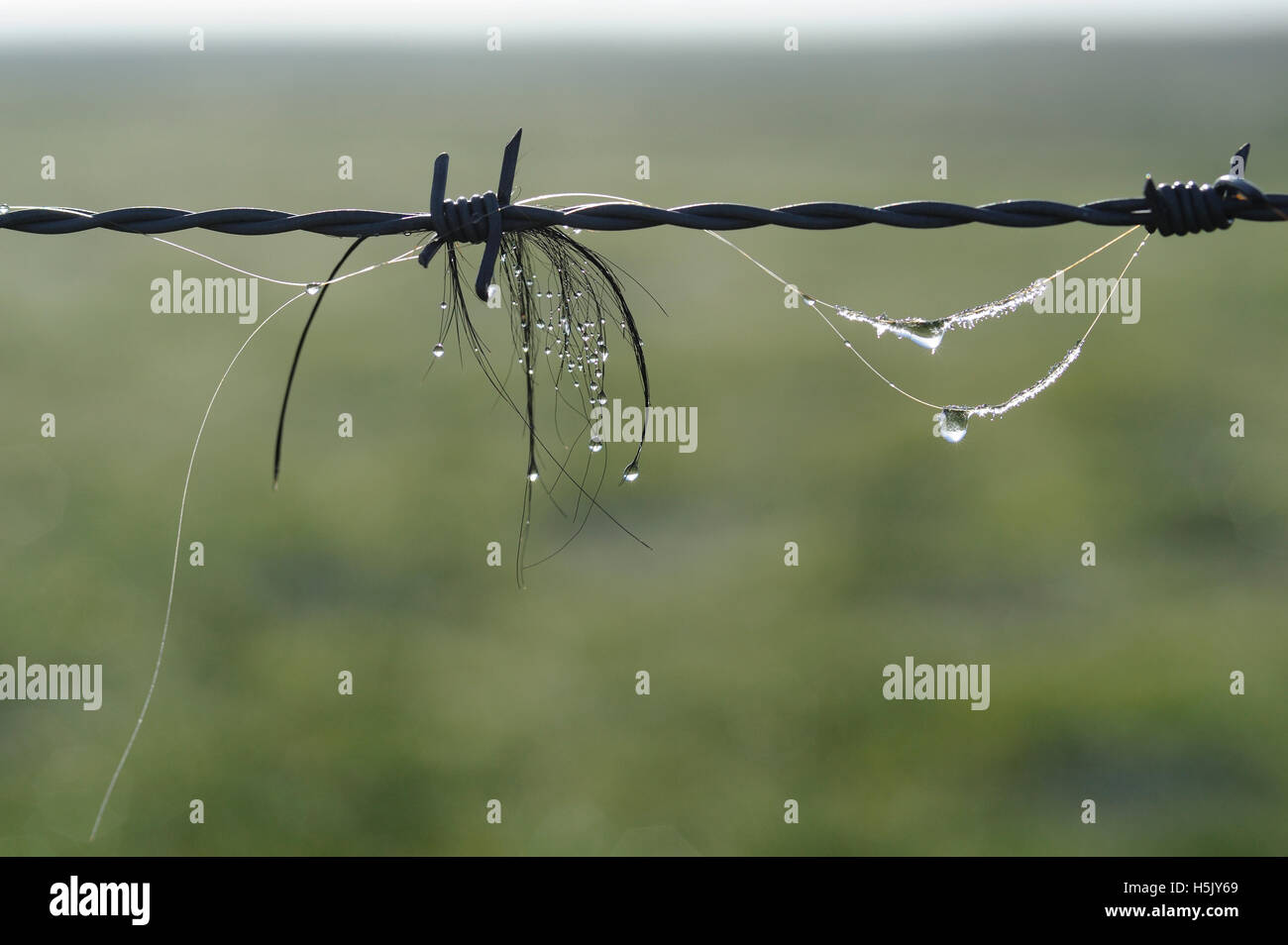 Horse-hair on barbed wire fence Stock Photo