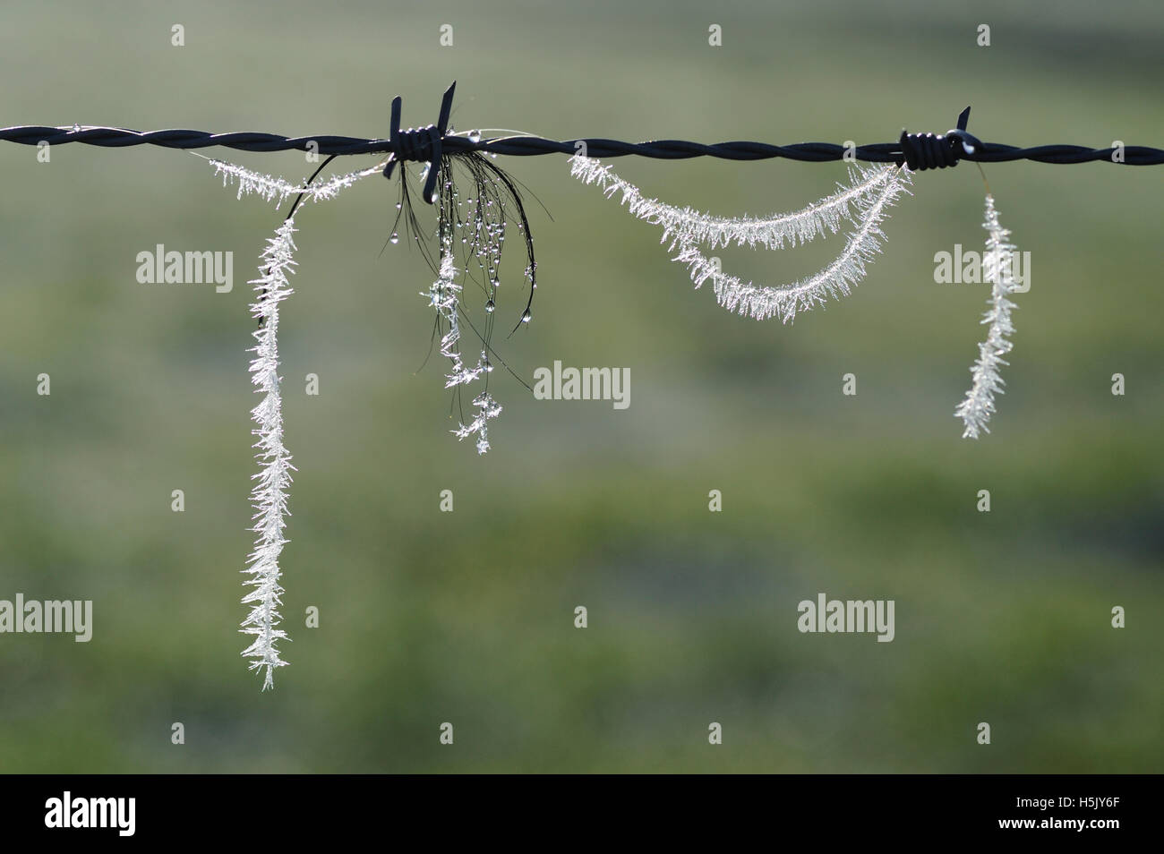 Horse-hair on barbed wire fence Stock Photo
