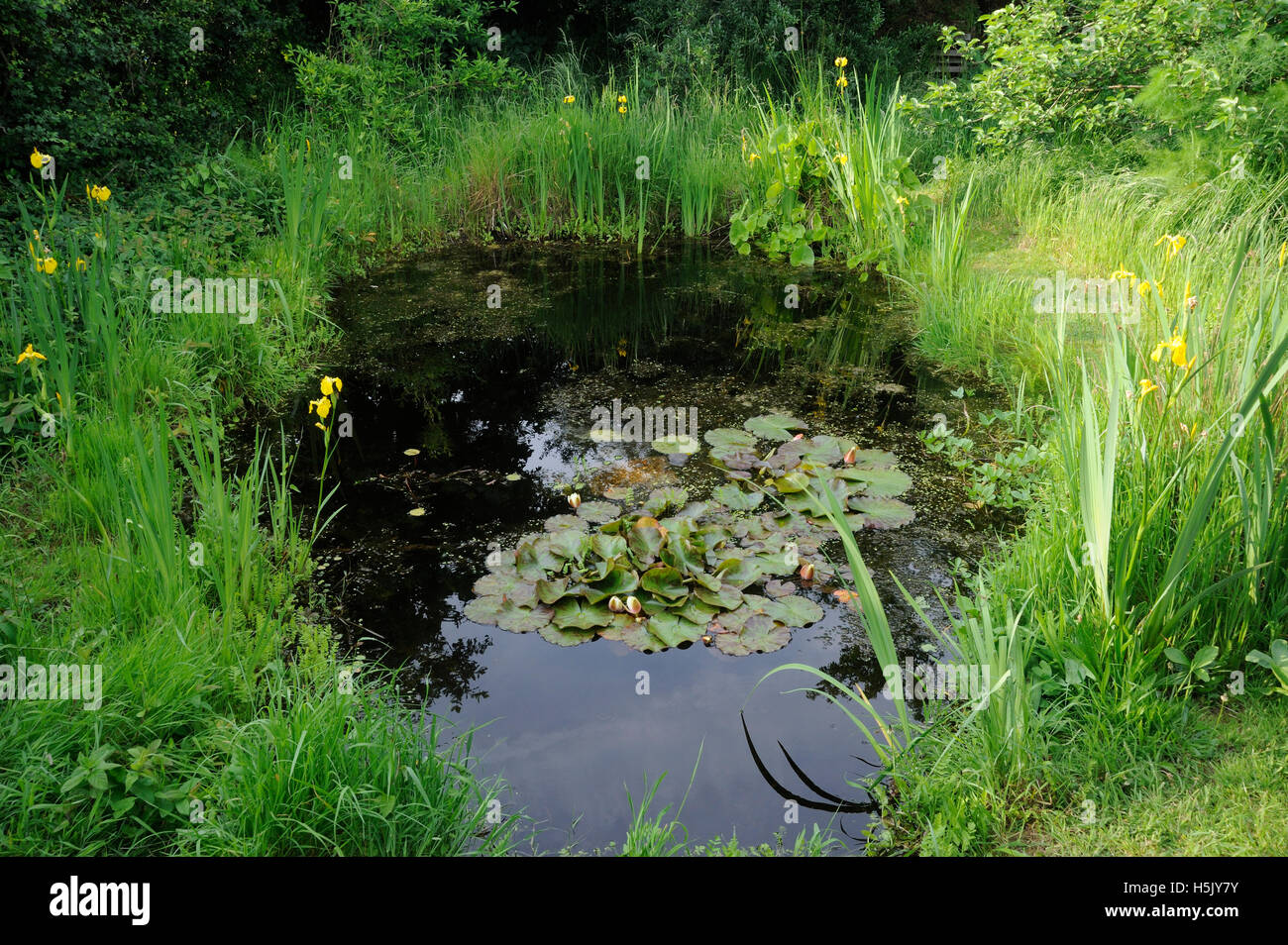 Garden Pond and surrounding vegetation in garden habitat Stock Photo