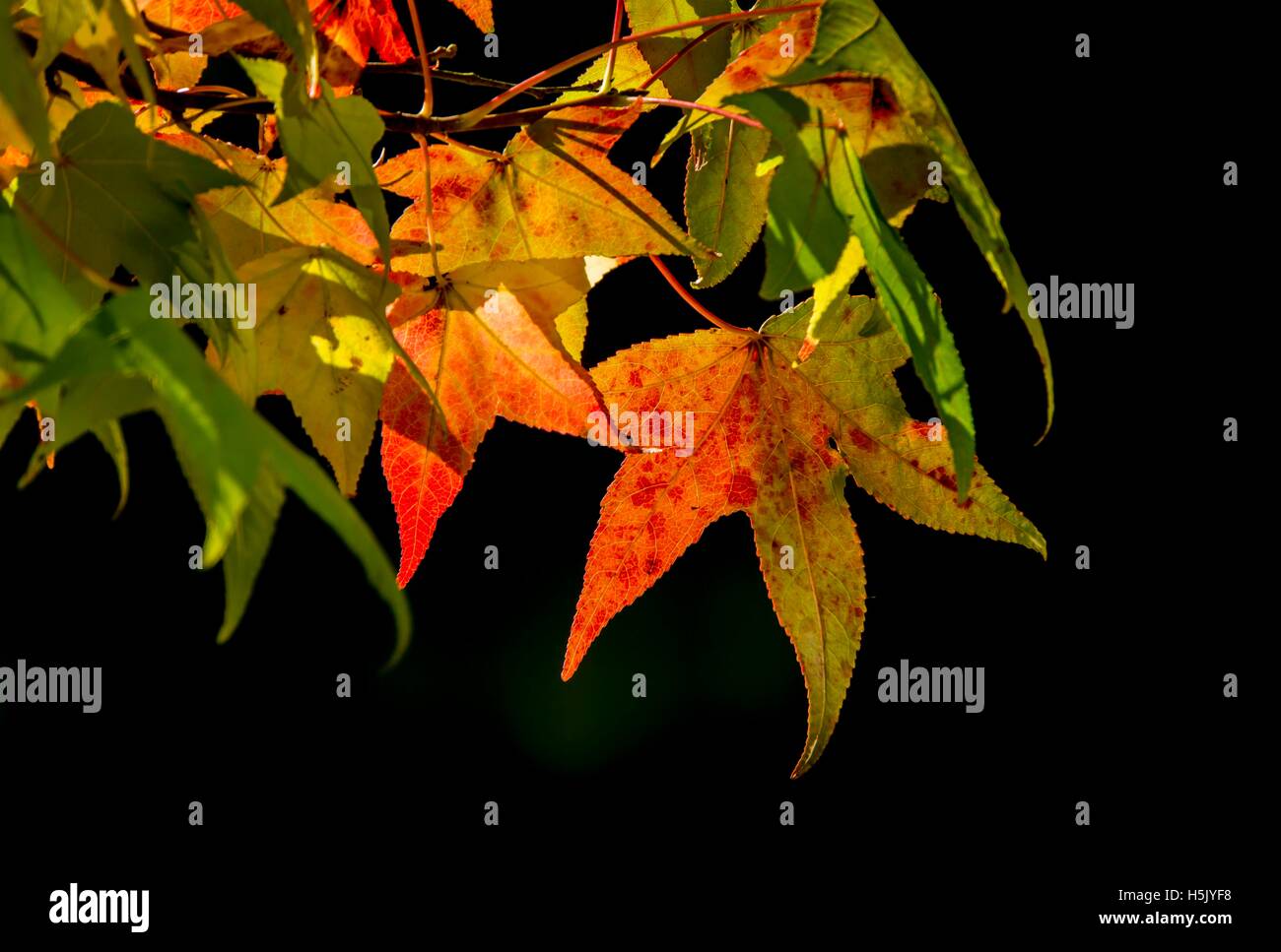 a view of colorful autumn leaves Stock Photo