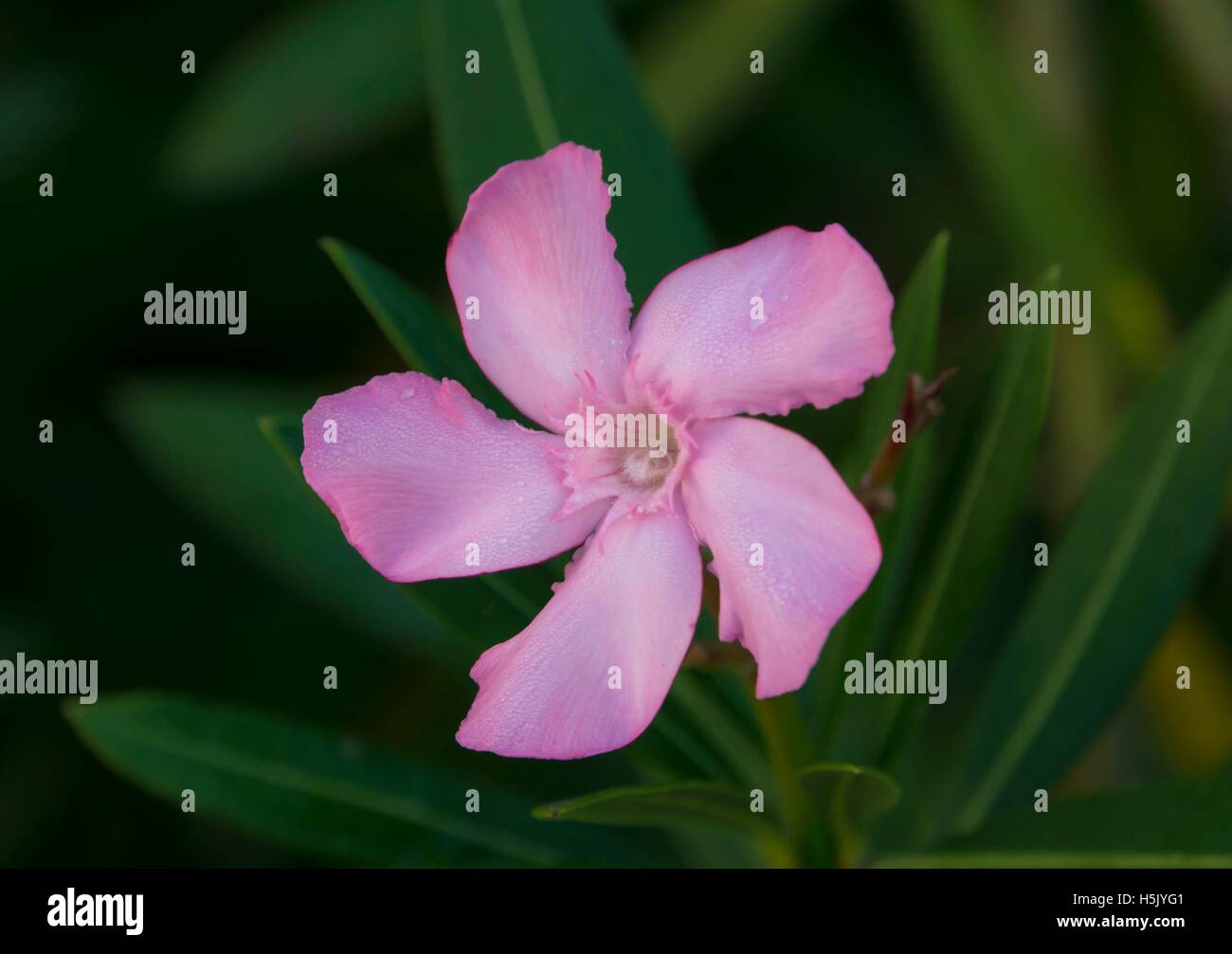close up view of a pink flower Stock Photo