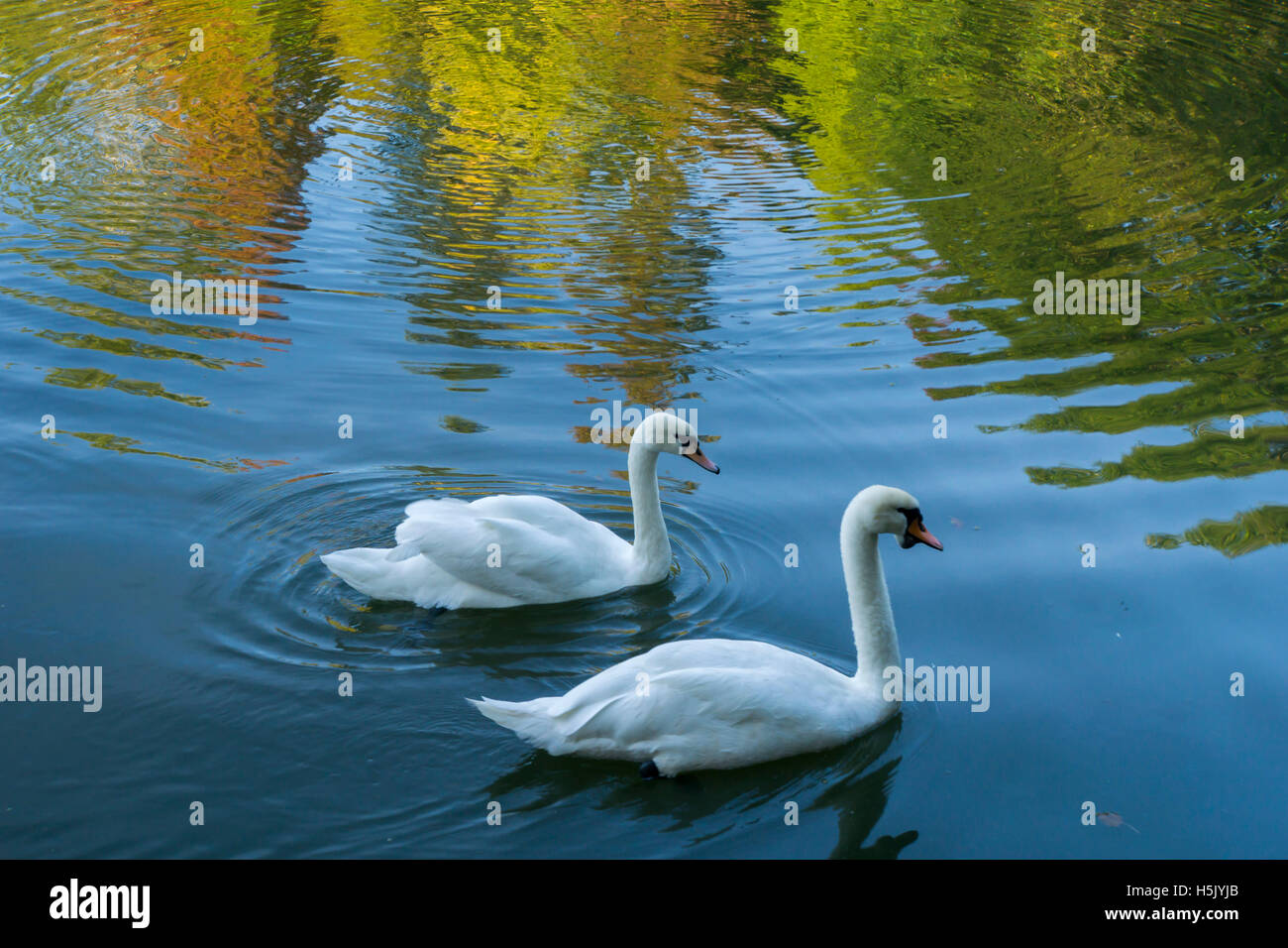 a view of two swans swimming in a pond Stock Photo