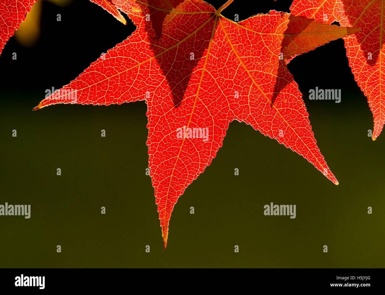 a view of red autumn leaves Stock Photo