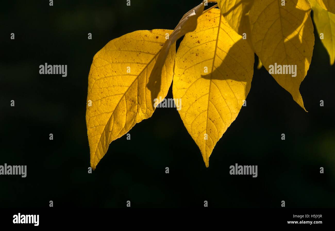 a view of yellow autumn leaves Stock Photo