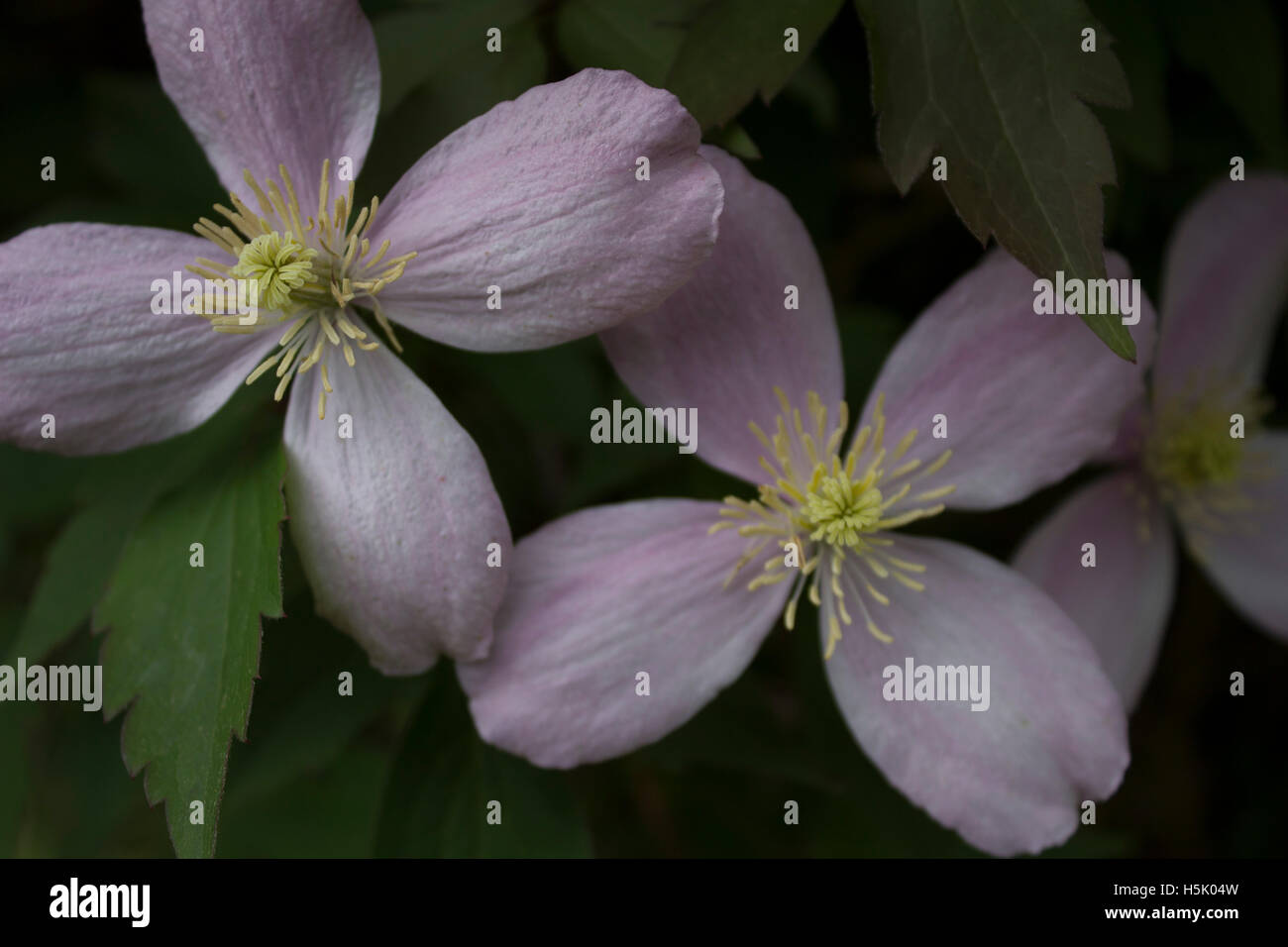 Flowers in the garden Stock Photo - Alamy