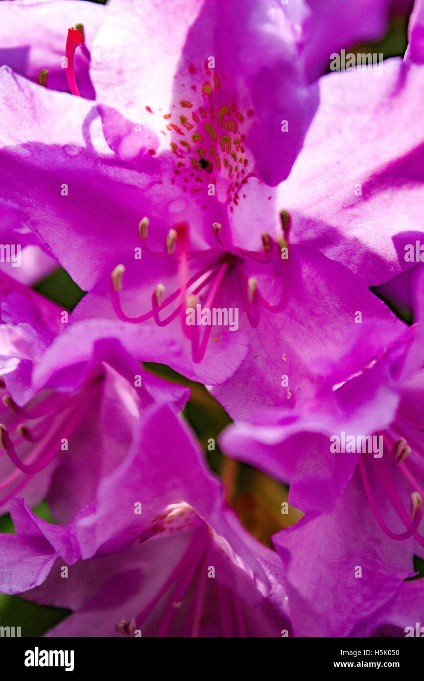 Flowers in the garden Stock Photo - Alamy