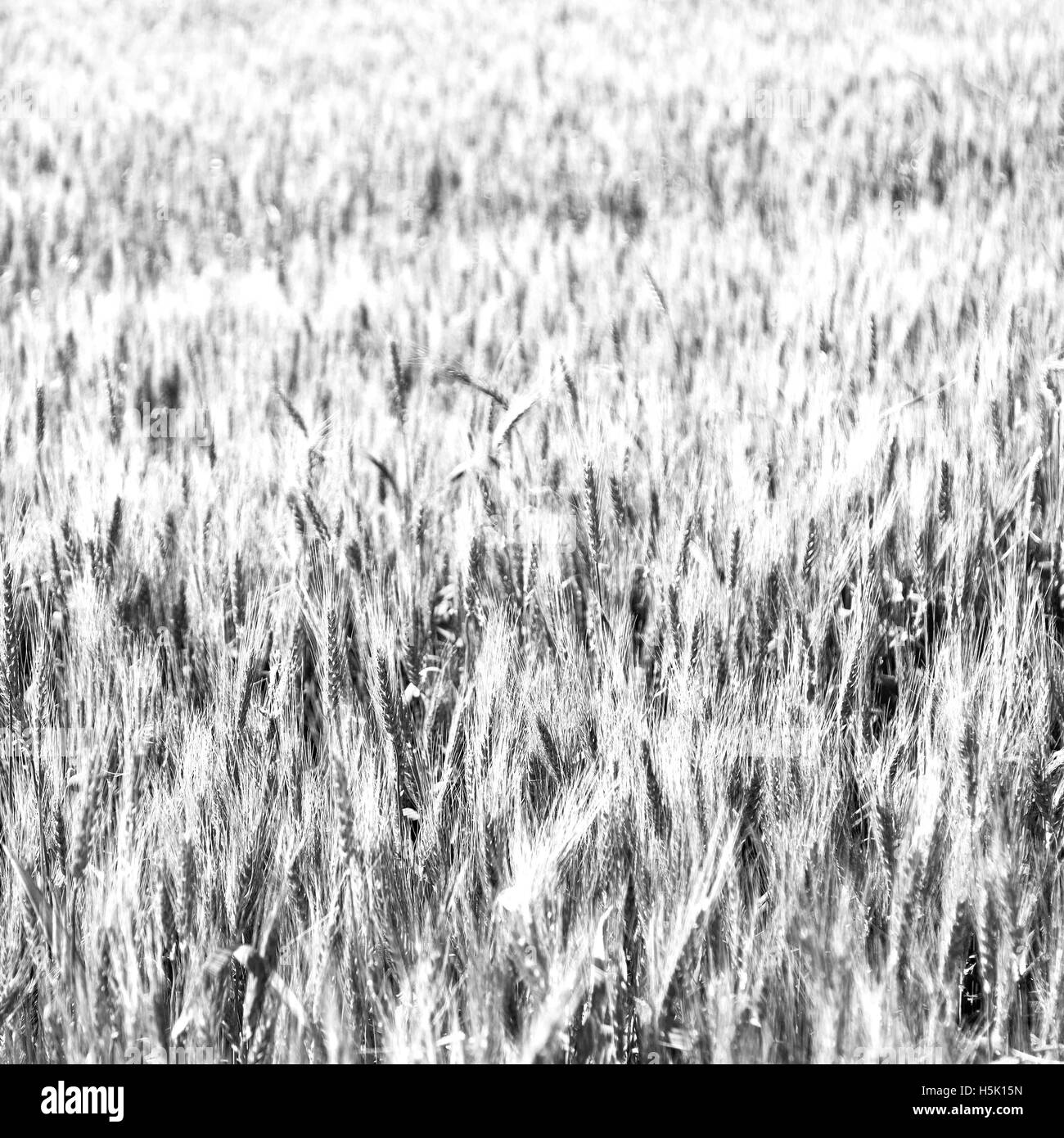 blur in iran cultivated farm grass and healty green  natural wheat Stock Photo