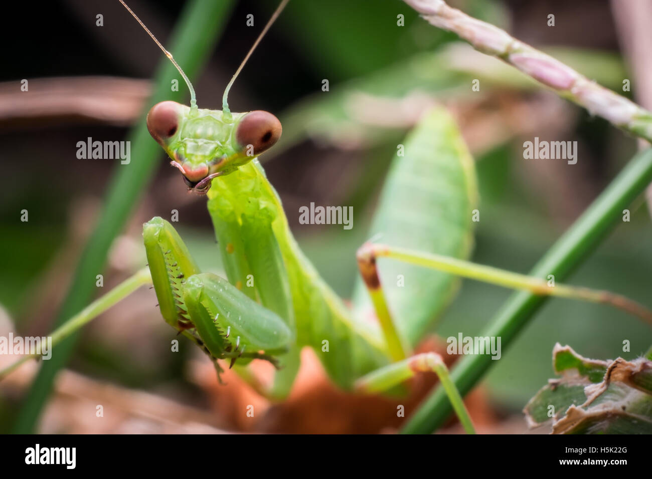 Green Praying Mantis on forest ground Stock Photo Alamy