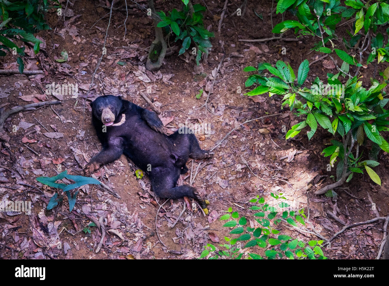 A lonely sun bear is seen lying on the forest floor in Borneo rain forest  Stock Photo - Alamy