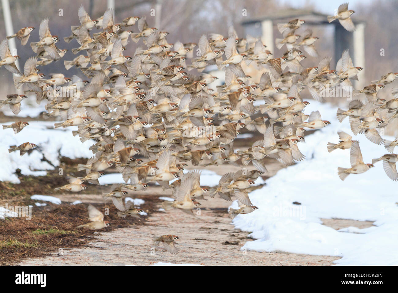 flock of sparrows flying Stock Photo