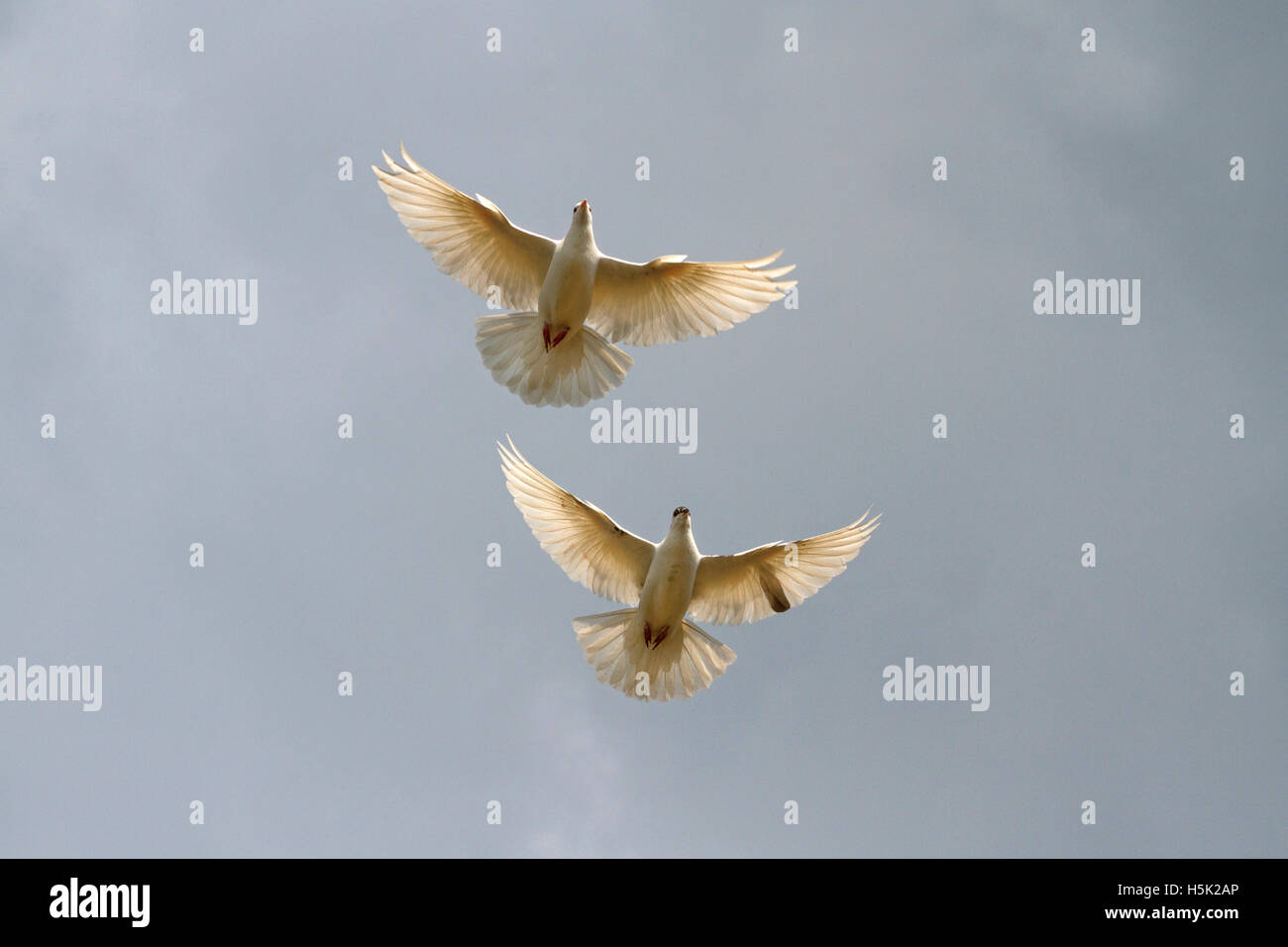 Doves hires stock photography and images Alamy