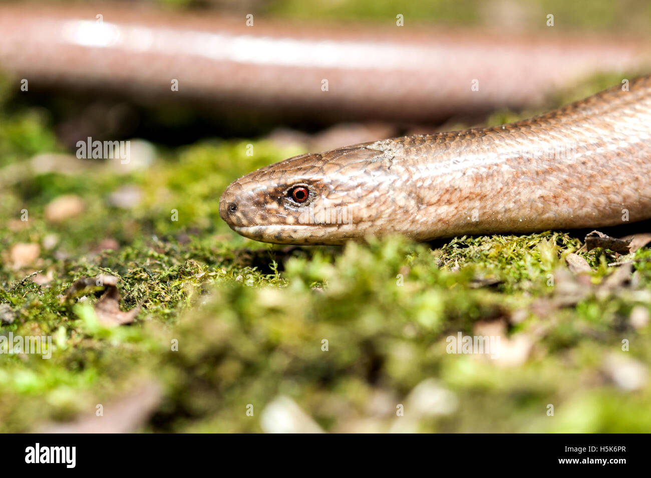 Slow worm (Anguis colchica) from Czech Republic. Stock Photo