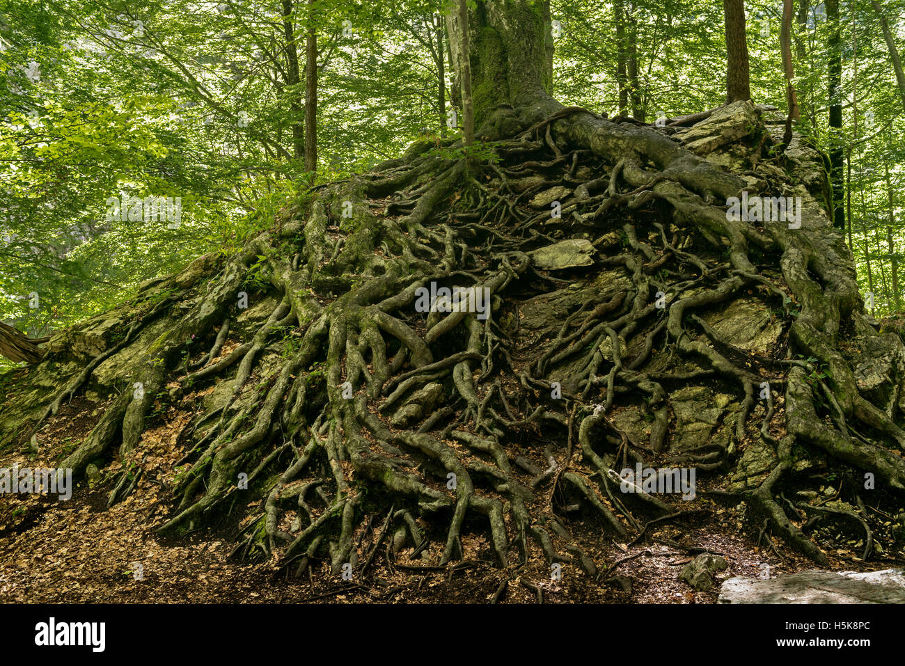 Ramified root of a European beech (Fagus sylvatica) on a rock, Garnitzenklamm, Hermagor District, Carinthia, Austria Stock Photo