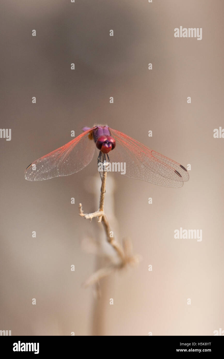 Dragonfly (Anisoptera), Hwange National Park, Zimbabwe, Africa Stock Photo