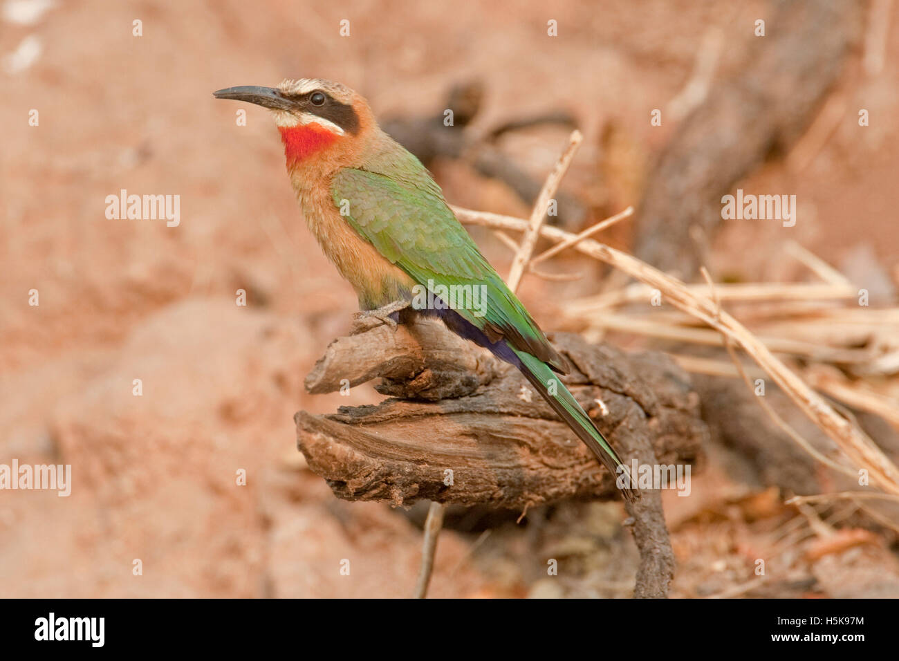 White-fronted Bee-eater (Merops bullockoides), Chobe National Park ...