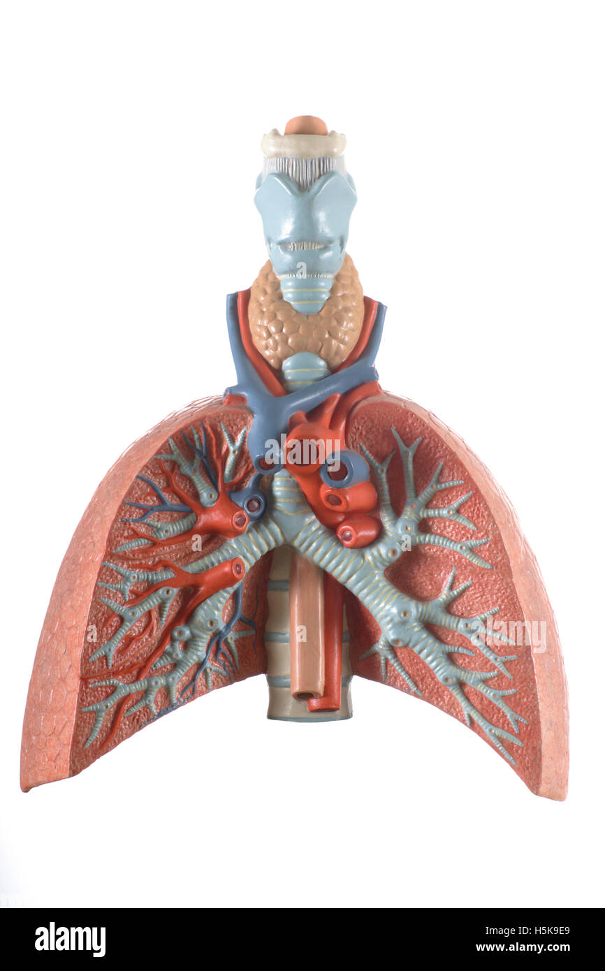 Anatomical model of the lungs Stock Photo - Alamy