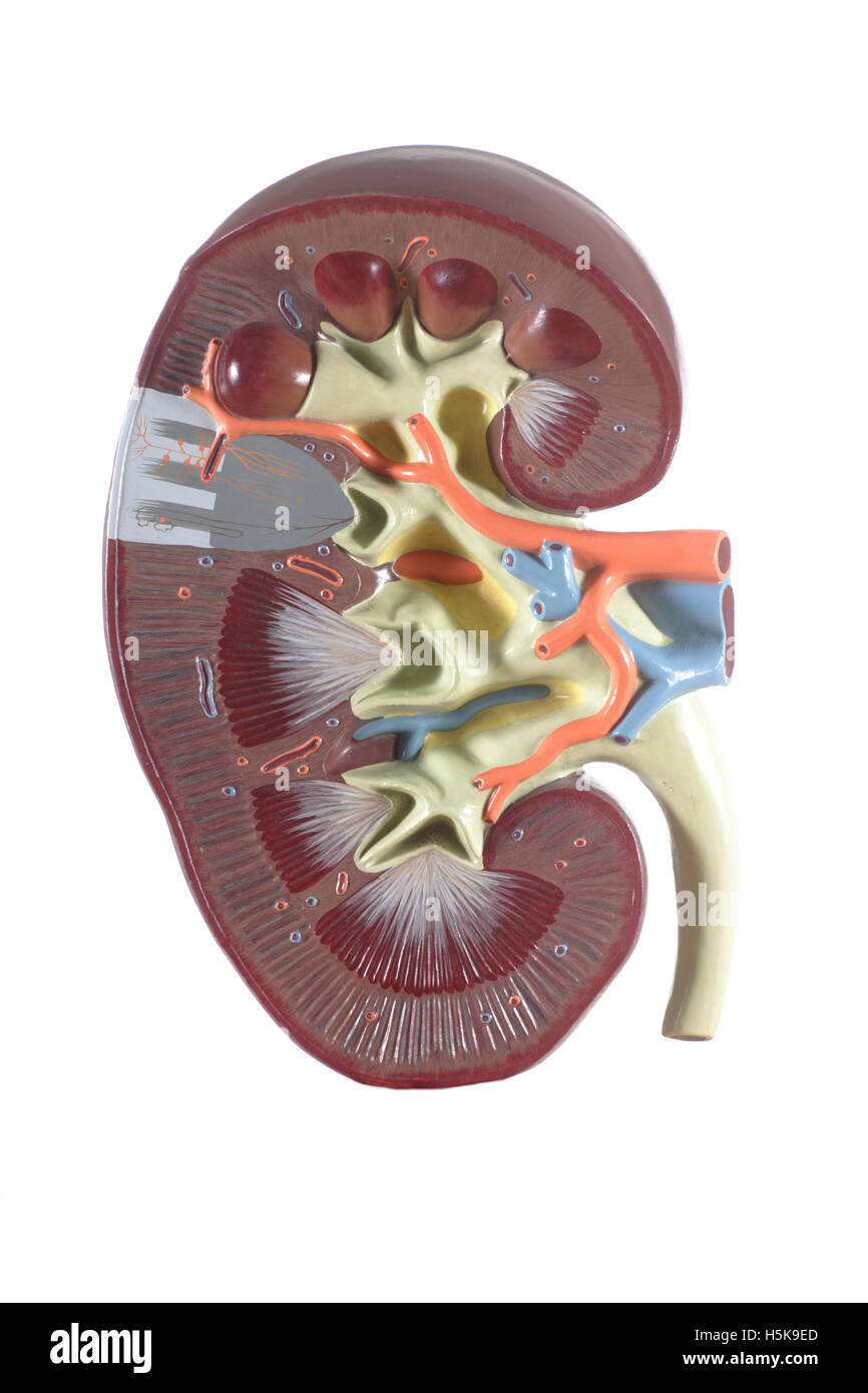 Anatomical model of a kidney Stock Photo - Alamy