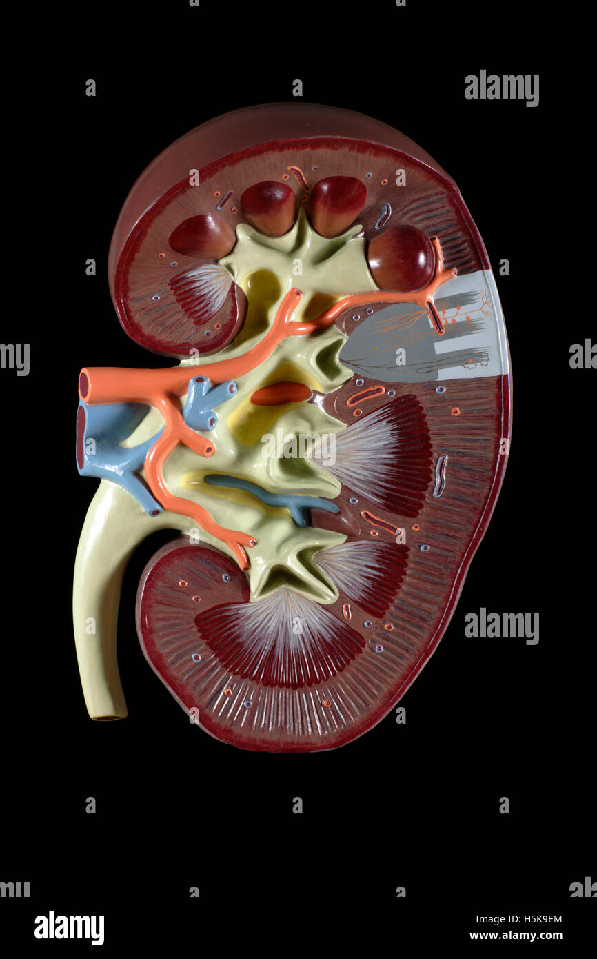 Anatomical model of a kidney Stock Photo