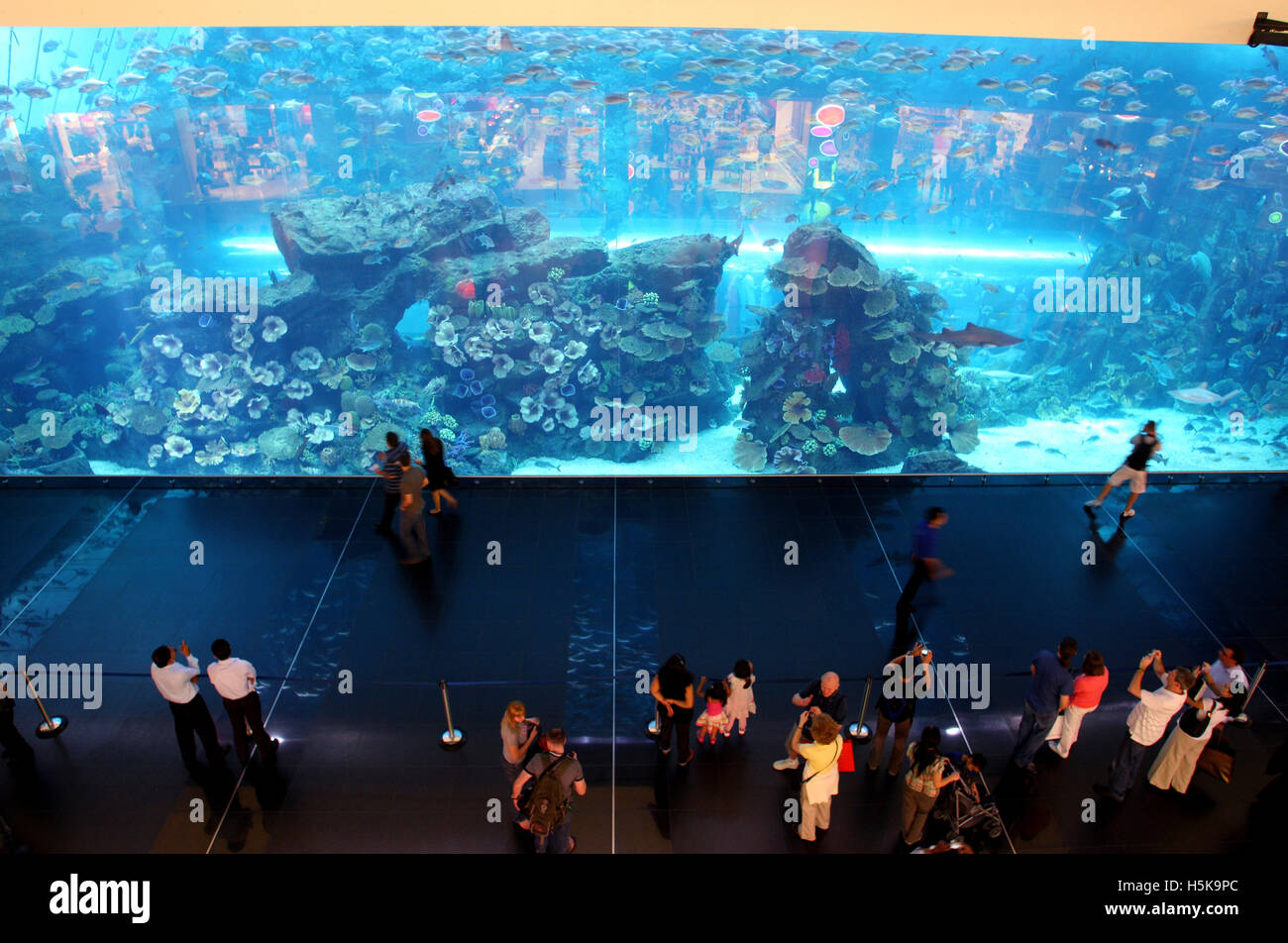 Dubai Aquarium and Underwater Zoo, saltwater aquarium in Dubai Mall