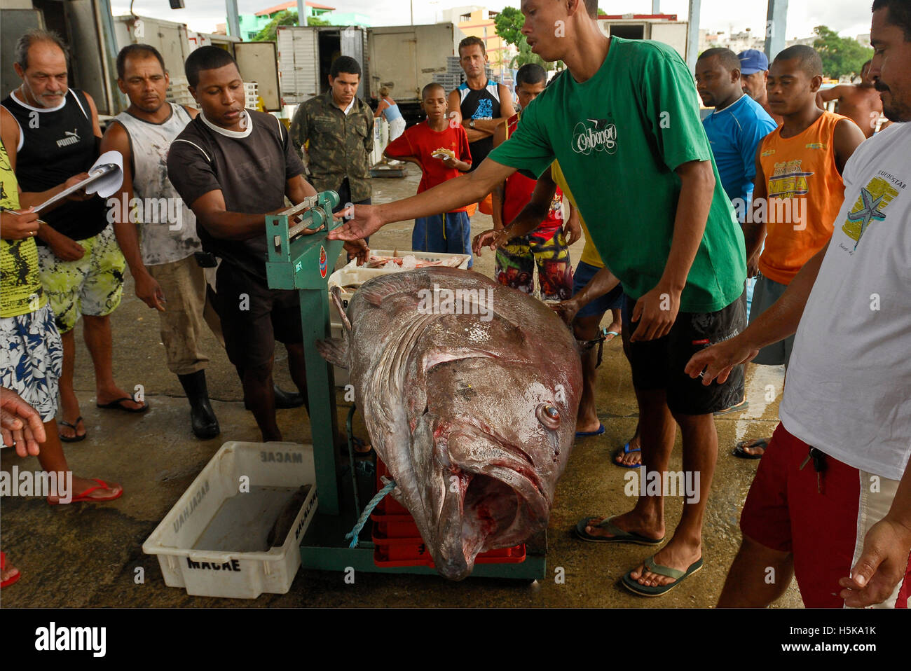 Fish market, fisherman uses a weighing scale for weighting a big