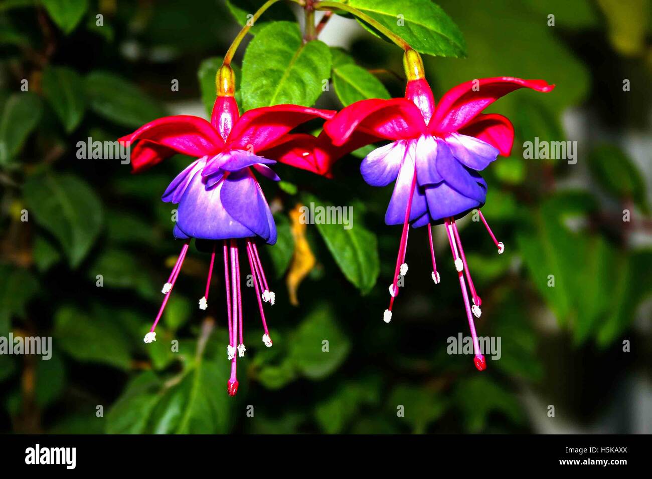 a pair of Fuchsia flowers with a dark background and well lit in pink and mauve Stock Photo
