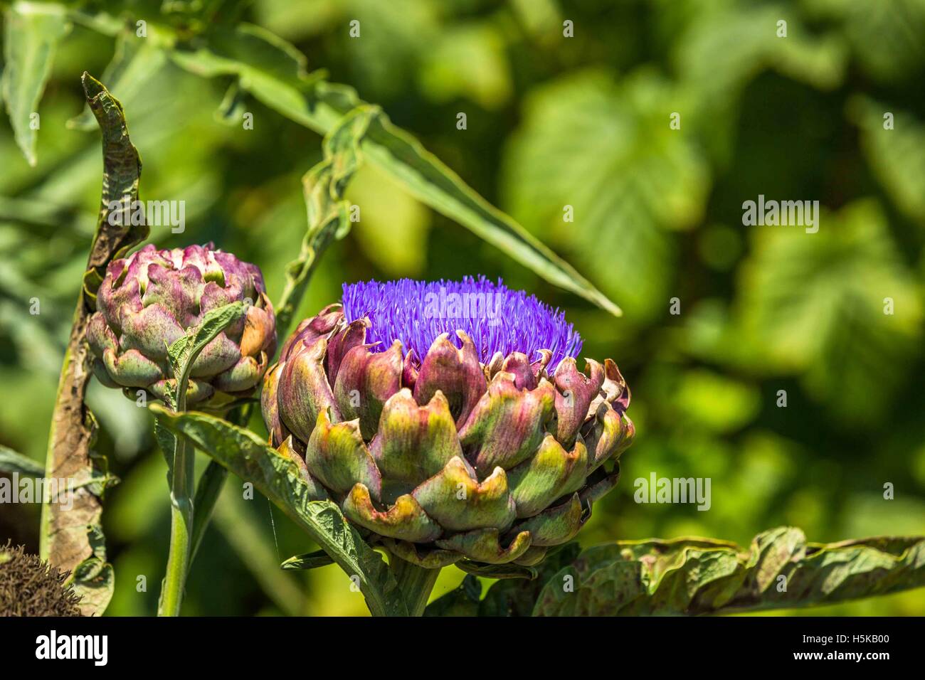 a globe artichoke Cynara cardunculus Scolymus flower heads showing