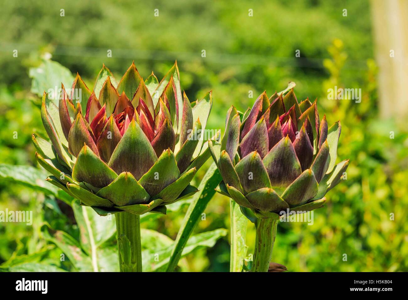 Featured image of post Steps to Prepare Red Artichoke Plant