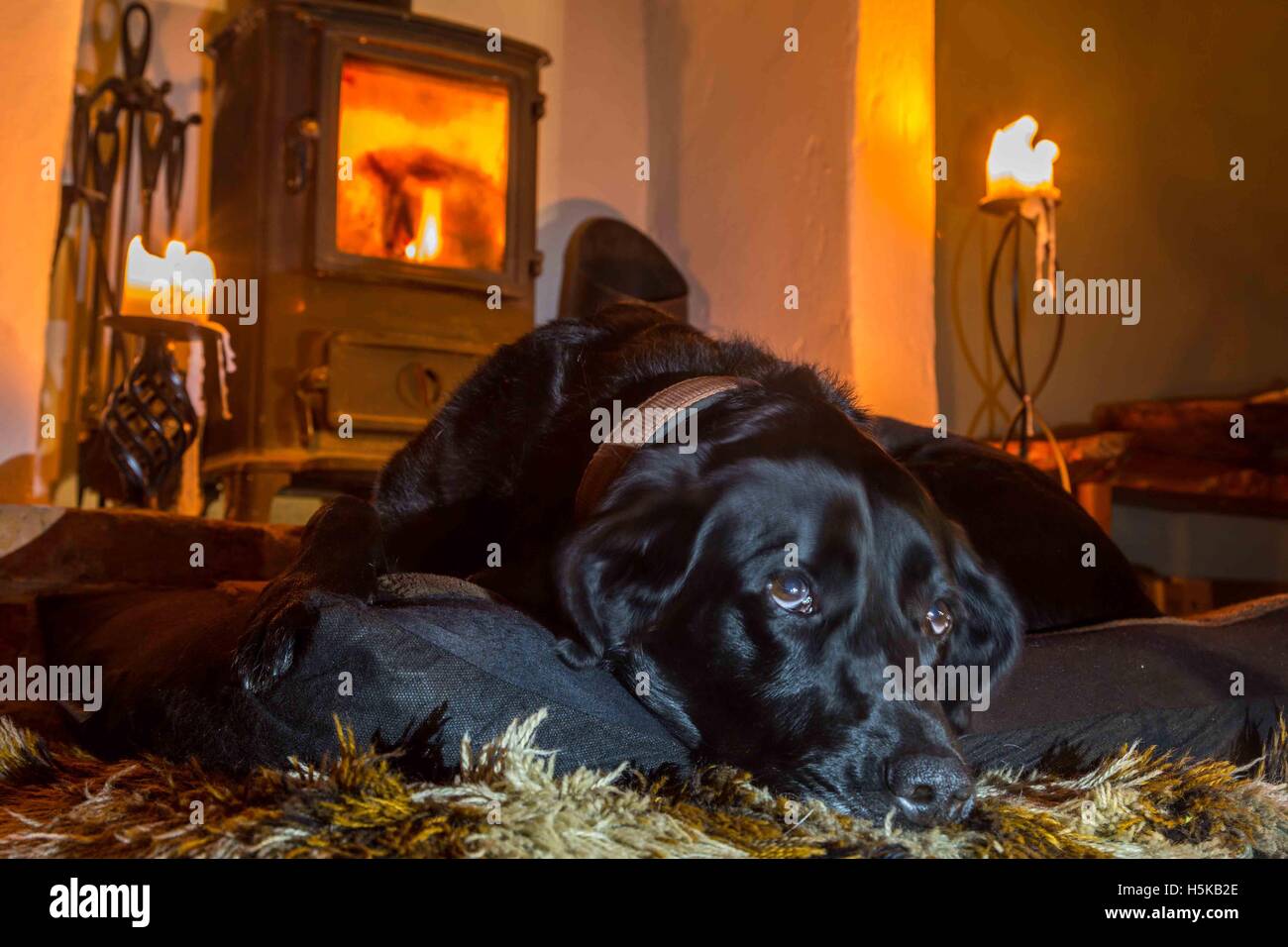 a black Labrador lying in front of the log fire in a cosy cottage in