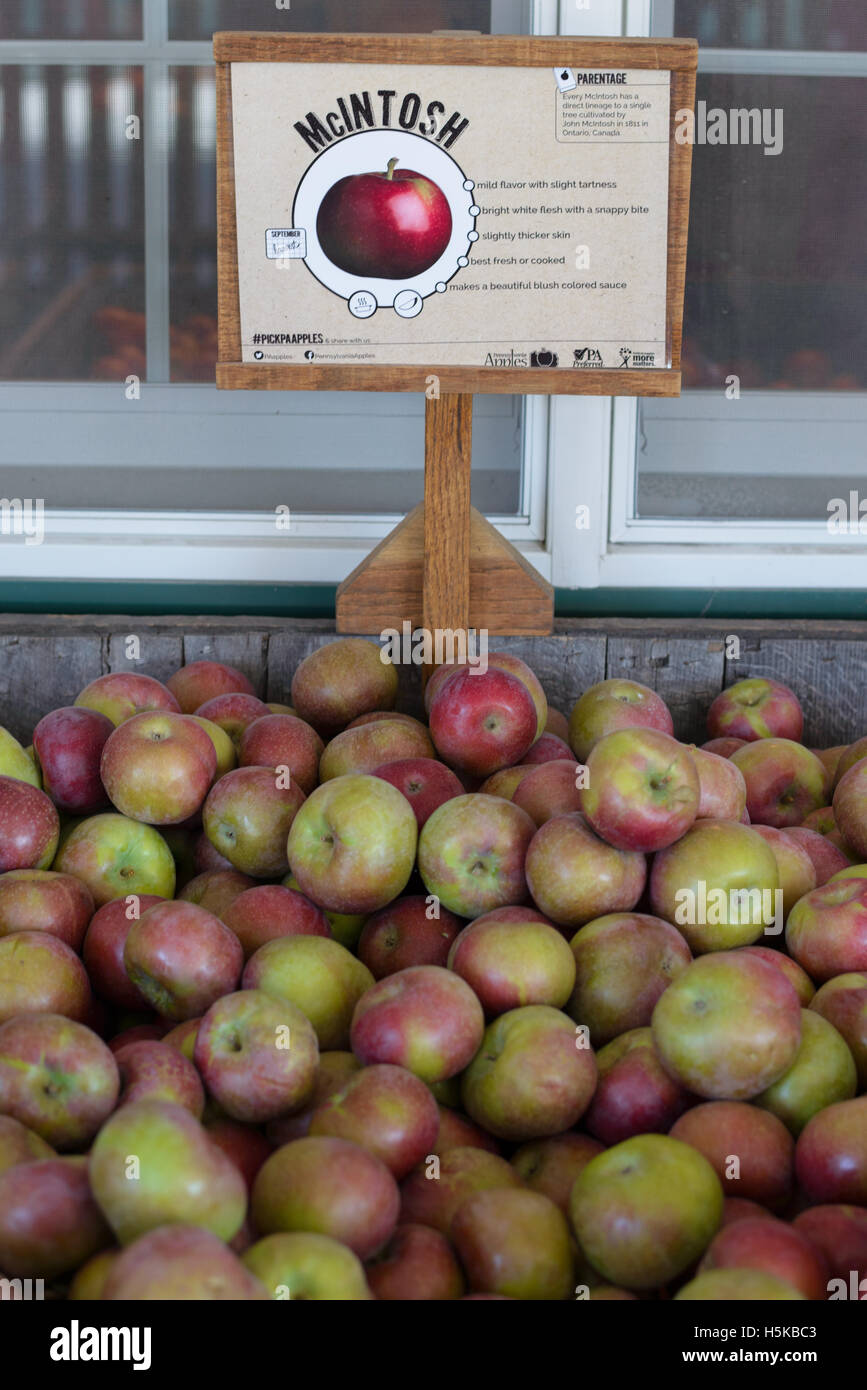 Mcintosh apples for sale Stock Photo