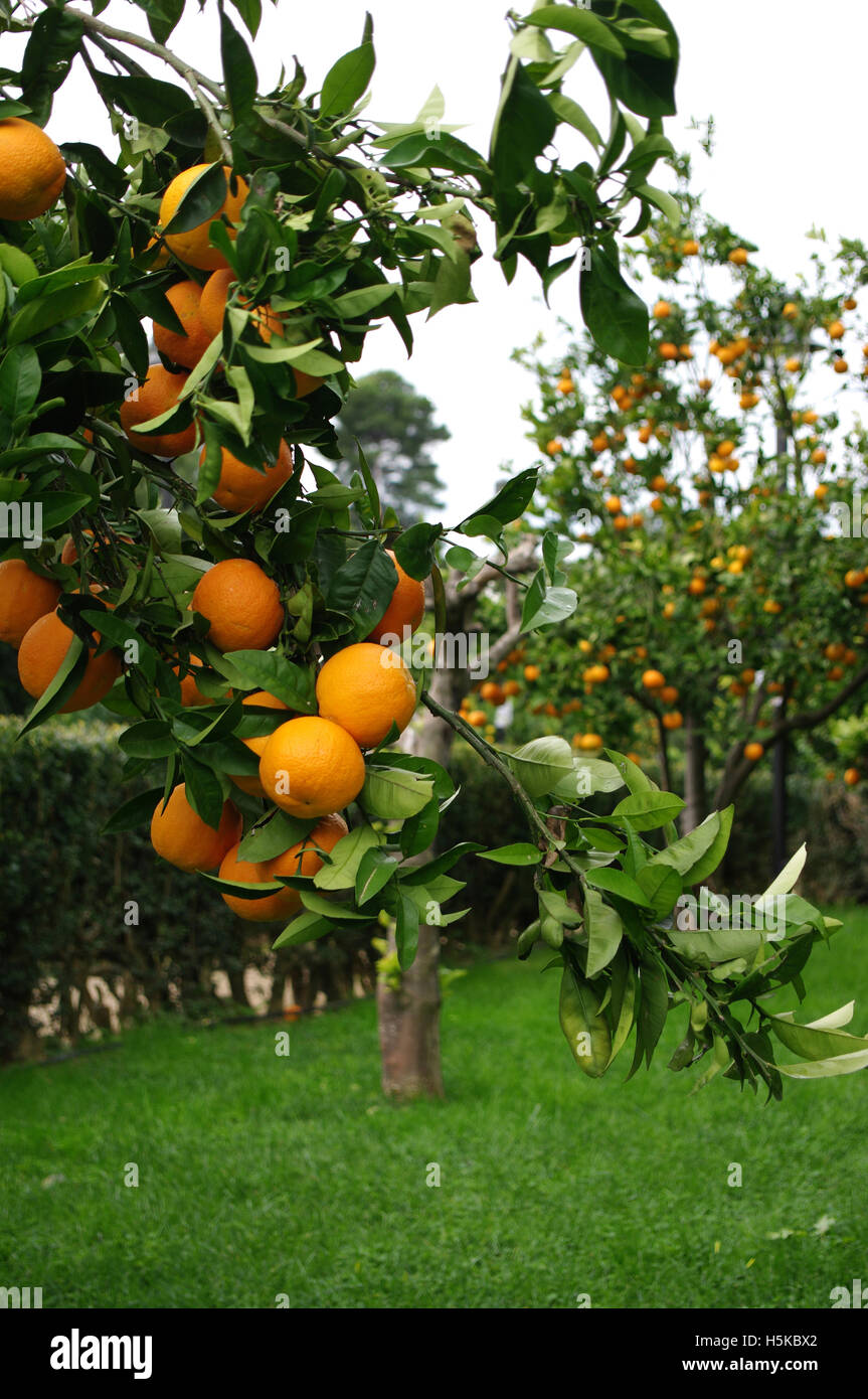 Orange trees Stock Photo