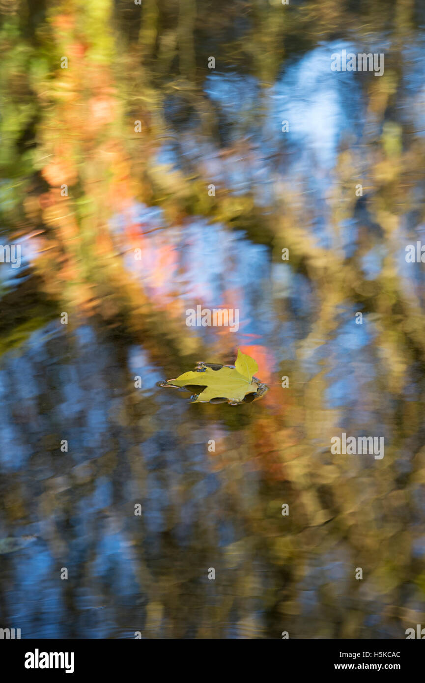 One fallen leaf hi-res stock photography and images - Alamy