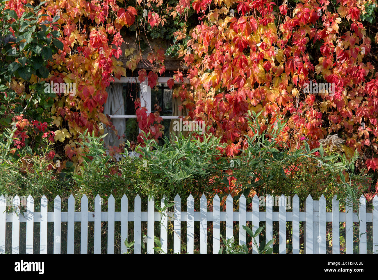 Parthenocissus quinquefolia. Virginia Creeper / American ivy covering a cottage in Combe, Oxfordshire, England Stock Photo