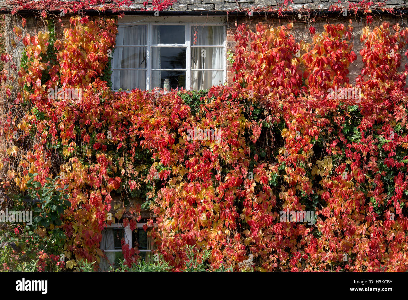 Parthenocissus quinquefolia. Virginia Creeper / American ivy covering a cottage in Combe, Oxfordshire, England Stock Photo