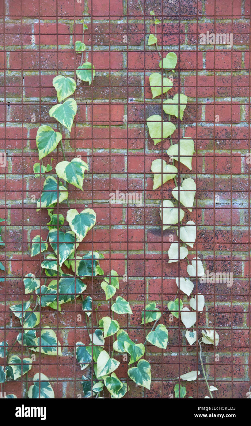 Hedera Colchica ‘Dentata Variegata’. Ivy Dentata Variegata growing up a garden wall behind wire mesh at RHS Wisley Gardens. UK Stock Photo