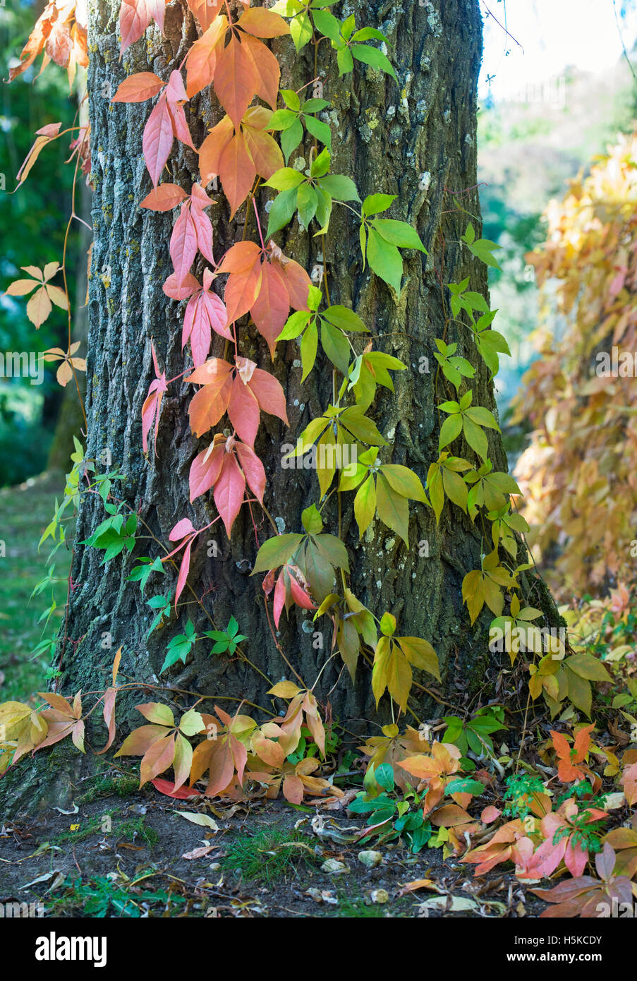 Parthenocissus quinquefolia. Virginia Creeper / American ivy in autumn growing up a tree trunk. Cotswolds, England Stock Photo