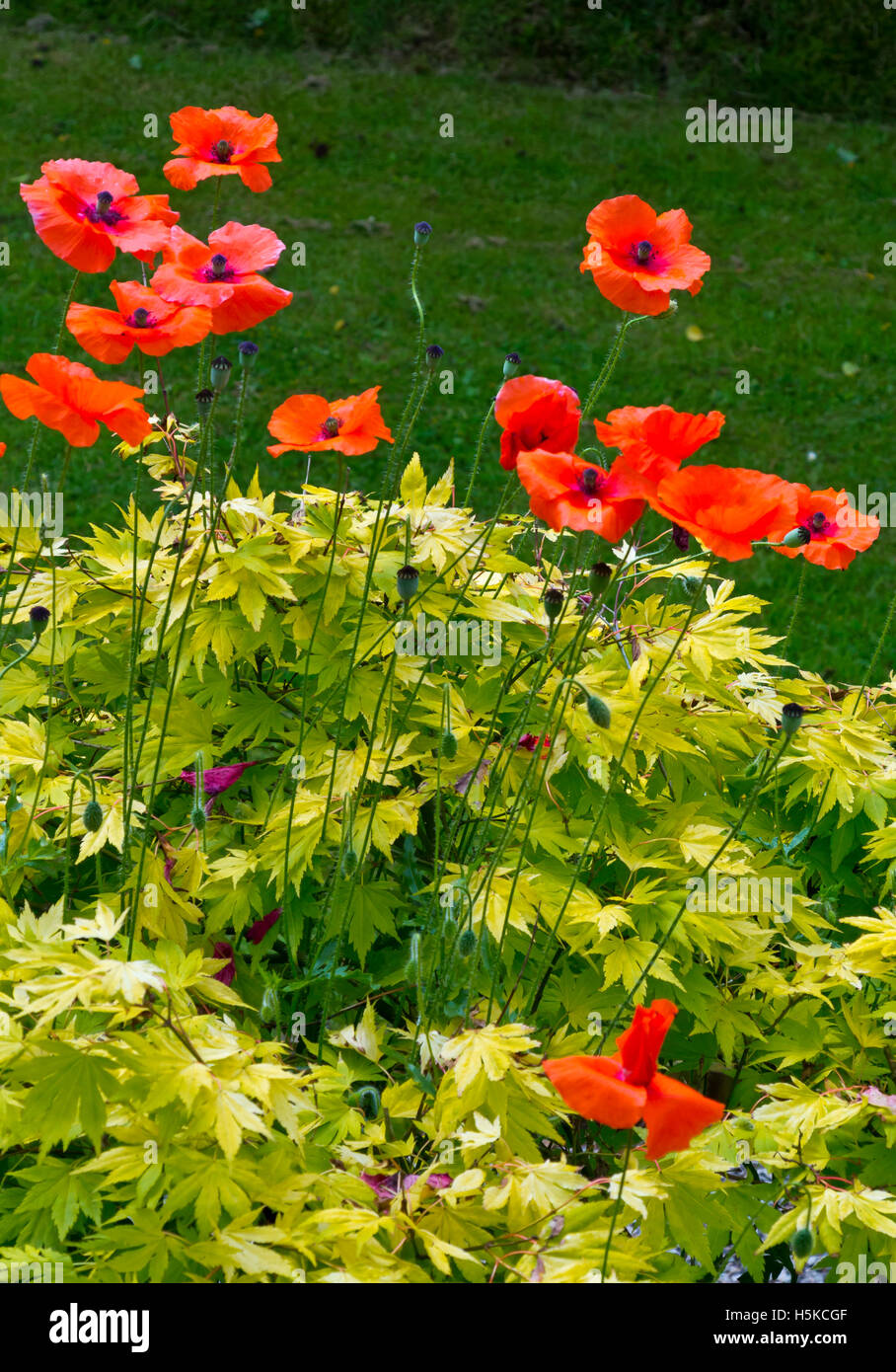 Poppies at Pure Land Meditation Centre and Japanese Garden near Newark Nottinghamshire England UK Stock Photo