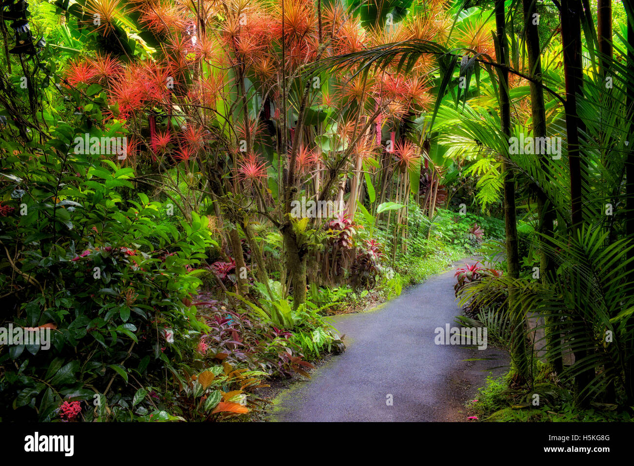Pathway in Hawaii Tropical Botanical Gardens. Hawaii, The Big Island. Stock Photo