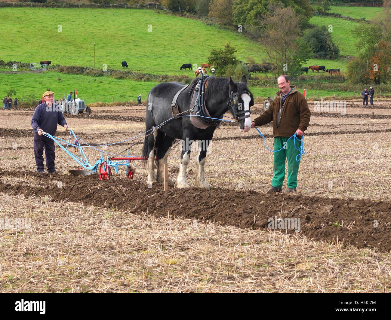 Ploughing the oldfashioned way with horse drawn plough at Ashover
