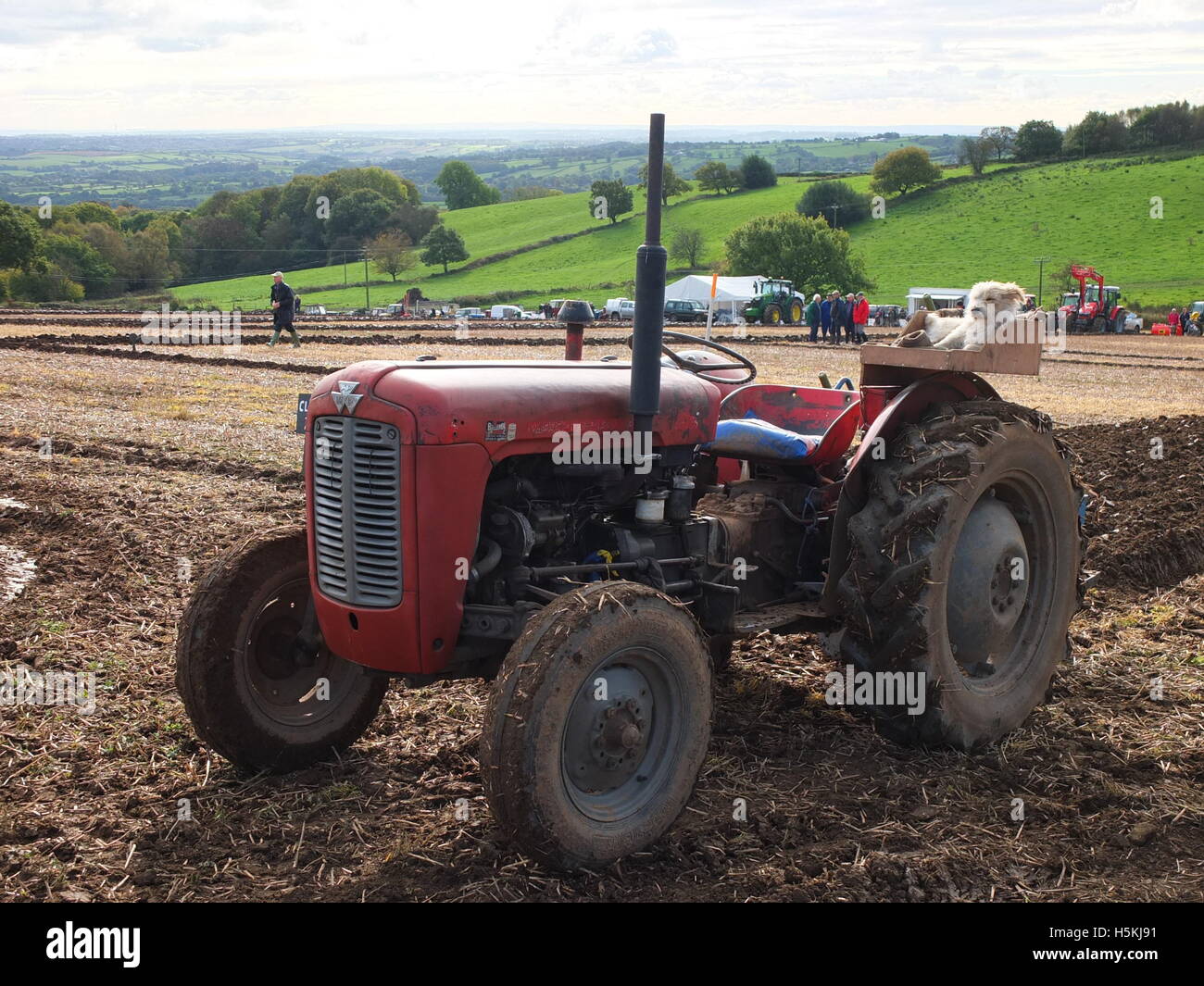 Dog apparently driving a tractor with rolling countryside backdrop