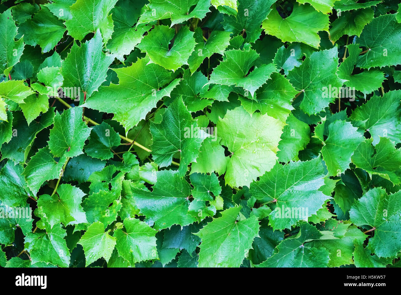 Bright green grape leaves Stock Photo Alamy