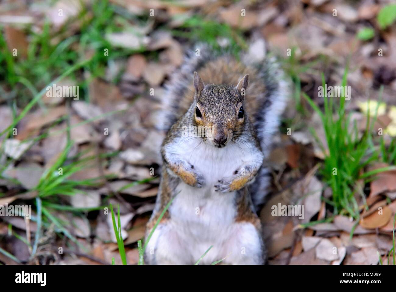 A common grey squirrel (Sciurus carolinensis) standing upright facing the camera Stock Photo
