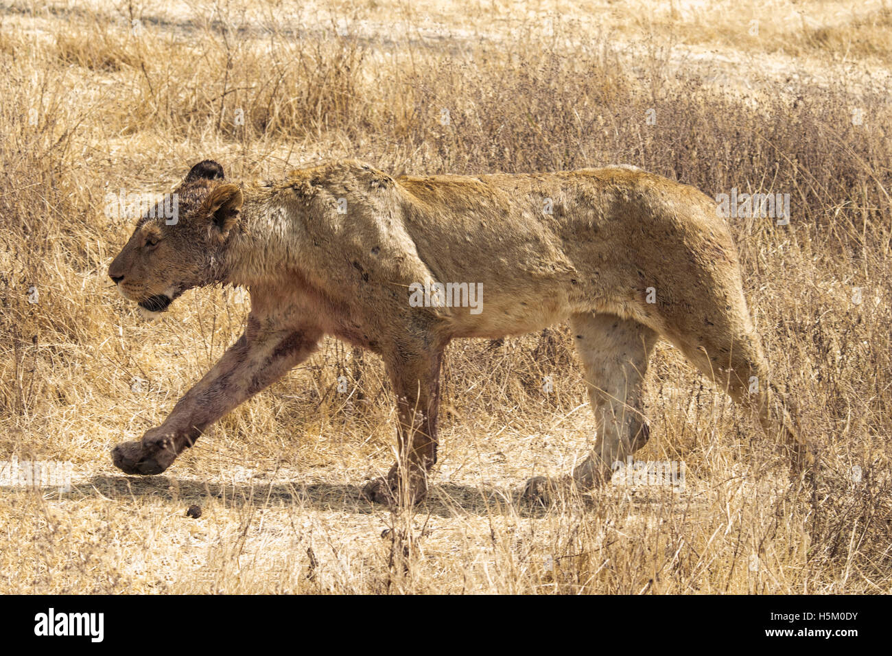 Lion skin hires stock photography and images Alamy